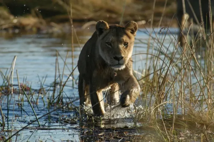 Framed Print : Lioness - Crossing water Okavango delta, Botswana, Africa Framed Print : Lioness - Crossing water Okavango delta, Botswana, Africa