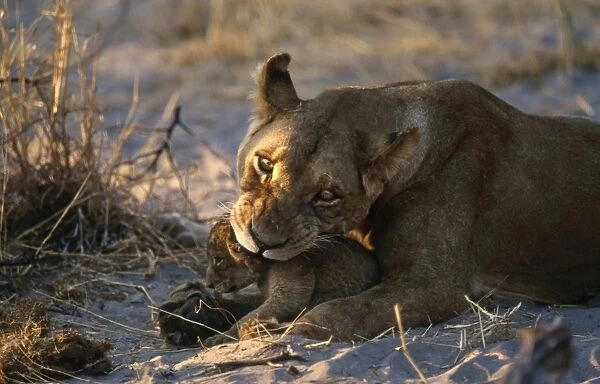 Lioness and Cub CRH 893 Preparing to lift cub by its neck - Moremi, Botswana Panthera leo © Chris Harvey  /  ARDEA LONDON