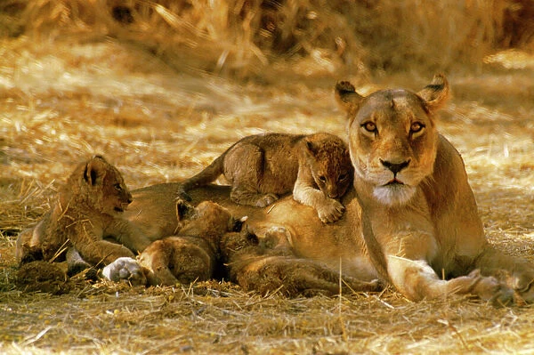 Lioness - with cubs, suckling. Okavango Botswana, Africa