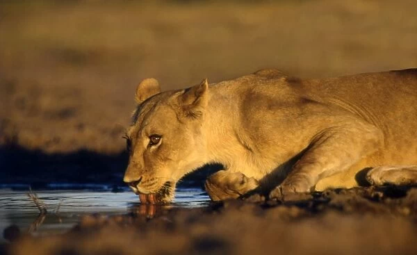 Lioness drinking CRH 889 Moremi, Botswana Panthera leo © Chris Harvey  /  ARDEA LONDON