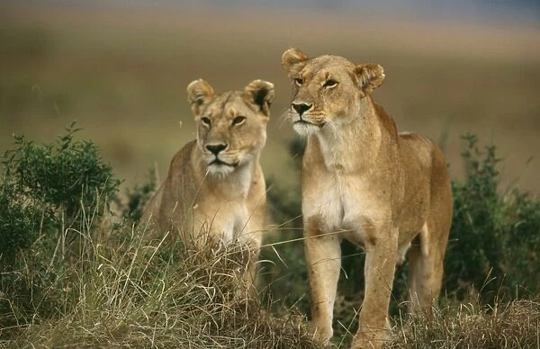 Lioness - Kenya