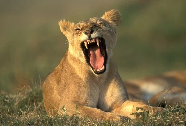 Lioness Kenya, Africa