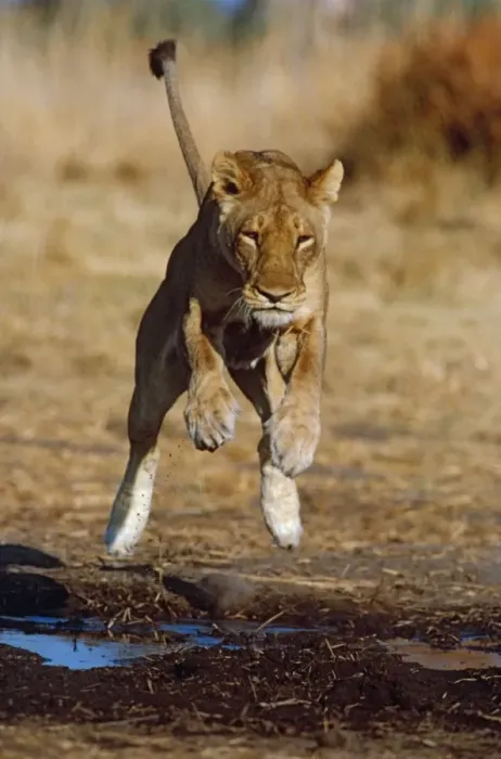 Framed Print : Lioness leaping - Lions go to great lengths to avoid getting wet preferring to keep paws dry Moremi, Botswana Framed Print : Lioness leaping - Lions go to great lengths to avoid getting wet preferring to keep paws dry Moremi, Botswana