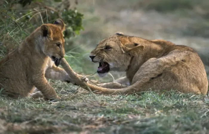 Framed Print : Lioness Mother & Cub. Maasai Mara, Kenya, Africa Framed Print : Lioness Mother & Cub. Maasai Mara, Kenya, Africa