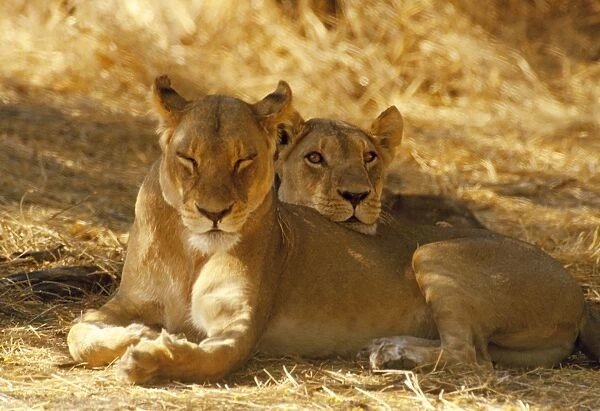 Lioness - sisters resting - Botswana - Africa