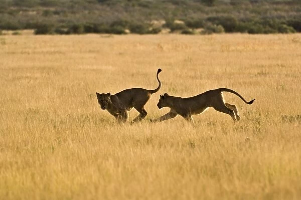 Lionesses - young lionesses play fighting - Kalahari - Botswana