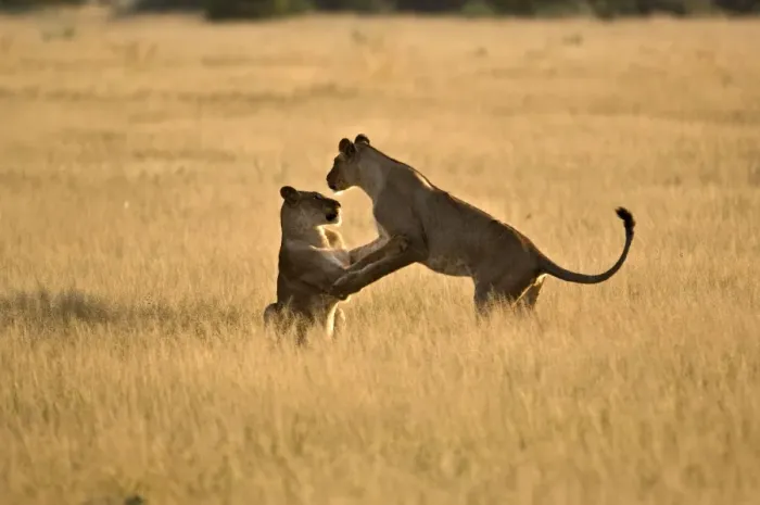 Framed Print : Lionesses - young lionesses play fighting - Kalahari - Botswana Framed Print : Lionesses - young lionesses play fighting - Kalahari - Botswana
