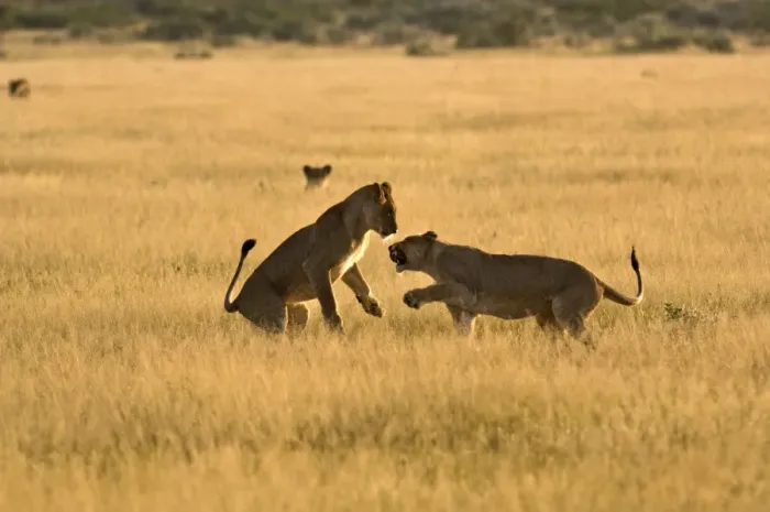 Framed Print : Lionesses - young lionesses play fighting - Kalahari - Botswana Framed Print : Lionesses - young lionesses play fighting - Kalahari - Botswana