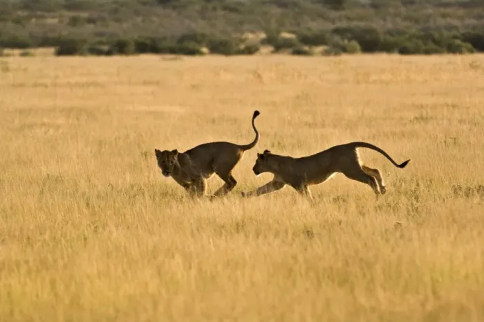 Framed Print : Lionesses - young lionesses play fighting - Kalahari - Botswana Framed Print : Lionesses - young lionesses play fighting - Kalahari - Botswana