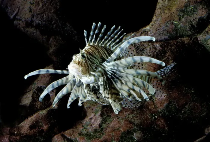 Framed Print : Lionfish. LA-2367. Lionfish. Pterois radiata Framed Print : Lionfish. LA-2367. Lionfish. Pterois radiata