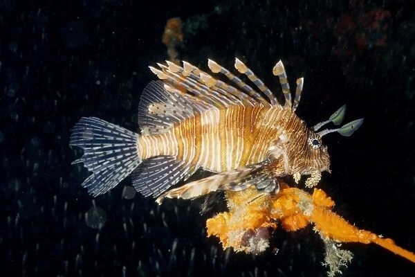 Lionfish (Pterois volitans). Similan Islands, Andaman Sea, Thailand