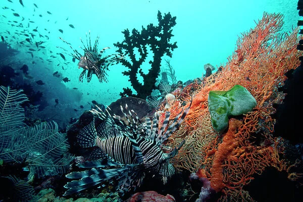Lionfish - amongst Tubastrea Coral & Sea Fan
