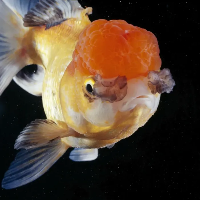 Framed Print : Lionhead Goldfish Framed Print : Lionhead Goldfish