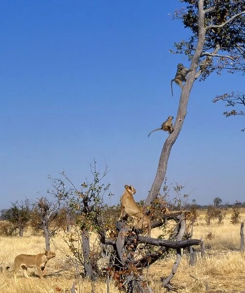 Lions and Chacma Baboons CRH 704 Lions chasing Baboons who take refuge up a tree Moremi, Botswana Panthera leo & Papio ursinus © Chris Harvey  /  ardea. com