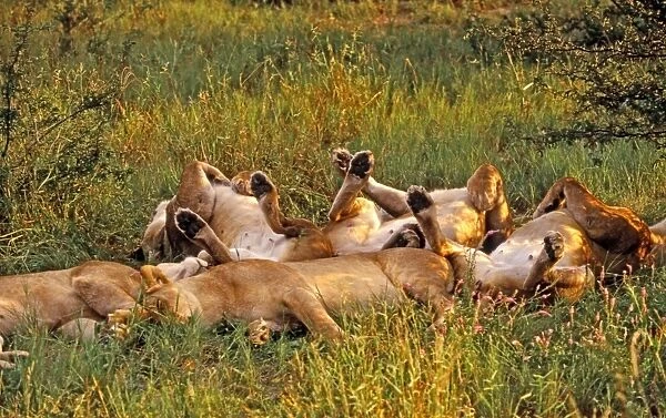 Lions CRH 937 Sleeping - Moremi, Botswana Panthera leo © Chris Harvey  /  ardea. com