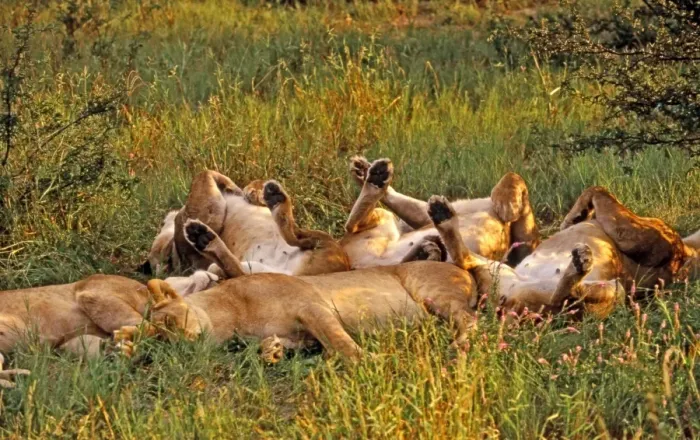 Framed Print : Lions CRH 937 Sleeping - Moremi, Botswana Panthera leo © Chris Harvey  /  ardea. com