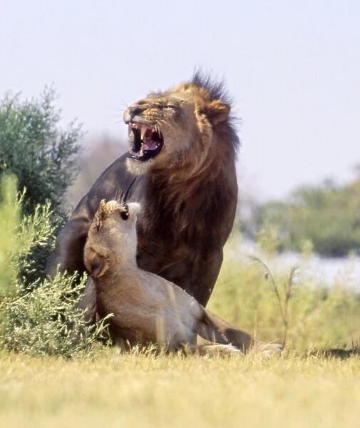 Lions CRH 975 Mating - Moremi, Botswana Panthera leo © Chris Harvey  /  ardea. com