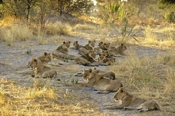 Lions CRH 981 Pride resting - Moremi, Botswana Panthera leo © Chris Harvey  /  ardea. com