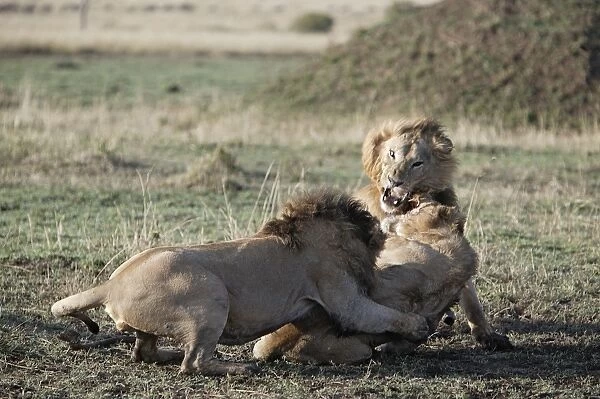 Lions - fighting. Maasai Mara National Park - Kenya - Africa