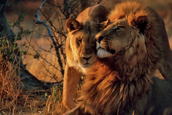 Lions - Lioness greets male Lion