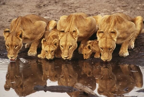 Lions - Lioness x3 with cubs drinking. Botswana Africa