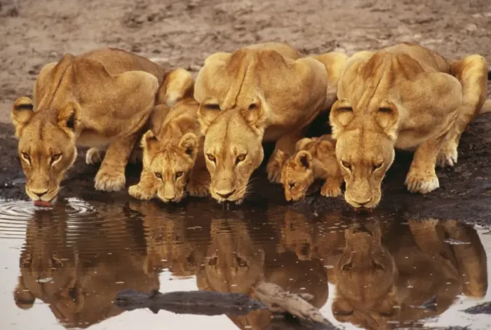 Framed Print : Lions - Lioness x3 with cubs drinking. Botswana Africa Framed Print : Lions - Lioness x3 with cubs drinking. Botswana Africa