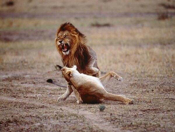 Lions - mating