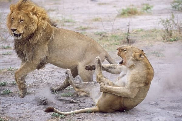 Lions - mating Botswana, Africa