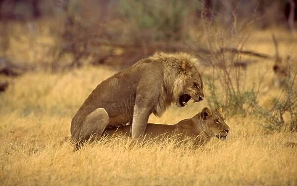 Lions mating CRH 974 Moremi, Botswana Panthera leo © Chris Harvey  /  ardea. com