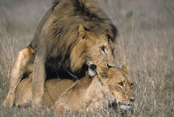 Lions - mating - Nairobi National Park - Kenya
