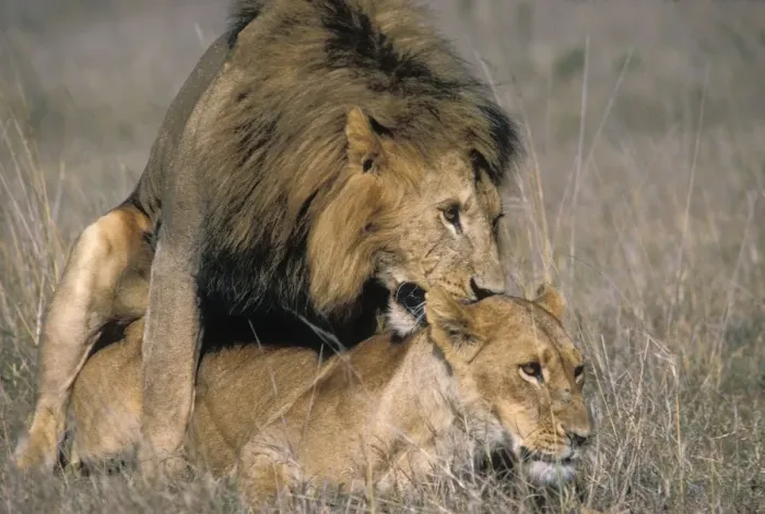 Framed Print : Lions - mating - Nairobi National Park - Kenya Framed Print : Lions - mating - Nairobi National Park - Kenya