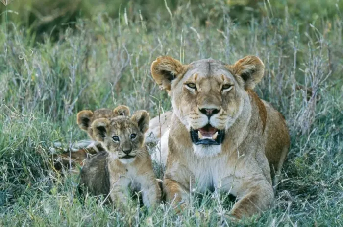Framed Print : Lions WAT 6016 Lioness with cubs Panthera leo © M. Watson  /  ardea. com