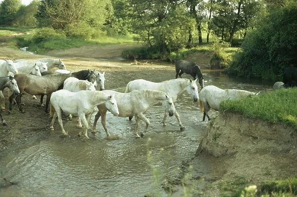 Lipizzaner Horse HDD 744 Group crossing a stream © Hans D. Dossenbach  /  ARDEA LONDON