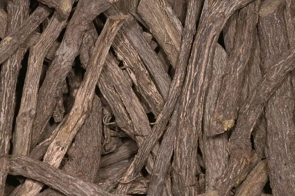 Liquorice Sticks JLMO 2297 Roots, Turkey. Glycyrrhiza glabra © John Mason  /  ARDEA LONDON