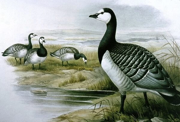 Lithograph Illustration: Barnacle Goose- from J Gould Birds of Great Britain 1862-73