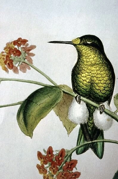 Lithograph Illustration: - Hummingbird from J Gould A monograph of Hummingbirds 1861