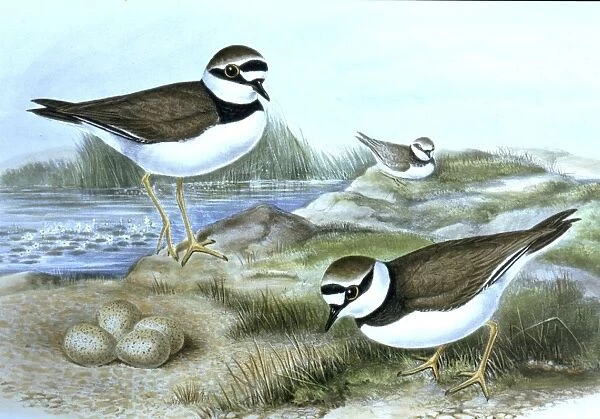 Lithograph Illustration: Little ringed Plover- from J Gould Birds of Great Britain 1862-73