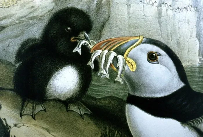 Framed Print : Lithograph Illustration: Puffin- from J Gould Birds of Great Britain 1862-73 Framed Print : Lithograph Illustration: Puffin- from J Gould Birds of Great Britain 1862-73
