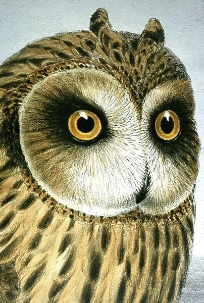 Lithograph Illustration: Short eared Owl -from J Gould Birds of Great Britain 1862-73