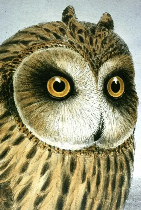 Framed Print : Lithograph Illustration: Short eared Owl -from J Gould Birds of Great Britain 1862-73 Framed Print : Lithograph Illustration: Short eared Owl -from J Gould Birds of Great Britain 1862-73