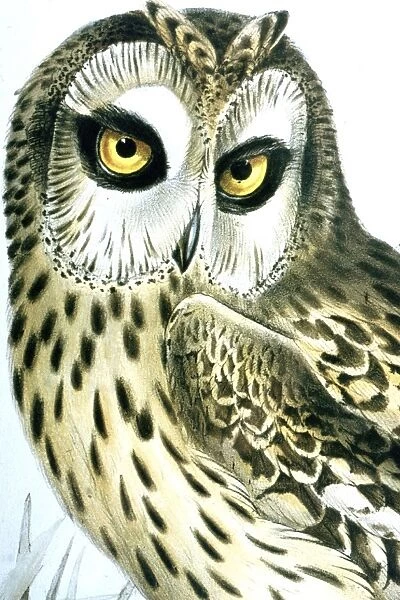 Lithograph Illustration: - Short Eared Owl- from J Gould Birds of Europe 1832-37, lithographed by Elizabeth Gould