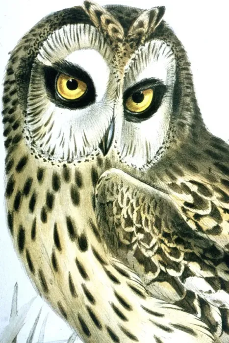 Framed Print : Lithograph Illustration: - Short Eared Owl- from J Gould Birds of Europe 1832-37, lithographed by Elizabeth Gould Framed Print : Lithograph Illustration: - Short Eared Owl- from J Gould Birds of Europe 1832-37, lithographed by Elizabeth Gould