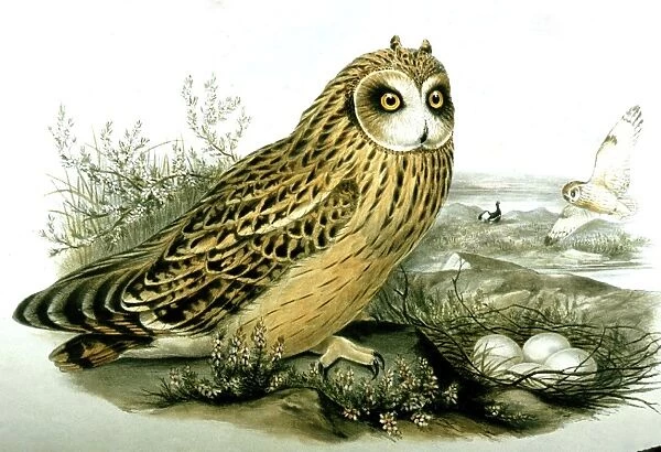 Lithograph Illustration: Short eared Owl at nest -from J Gould Birds of Great Britain 1862-73