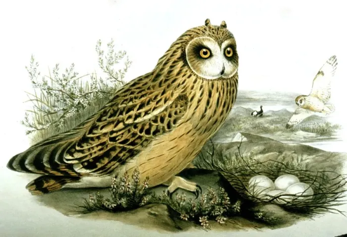 Framed Print : Lithograph Illustration: Short eared Owl at nest -from J Gould Birds of Great Britain 1862-73 Framed Print : Lithograph Illustration: Short eared Owl at nest -from J Gould Birds of Great Britain 1862-73