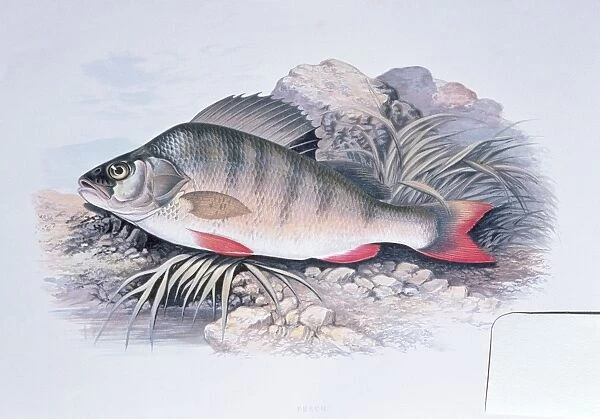 Lithograph - of Perch