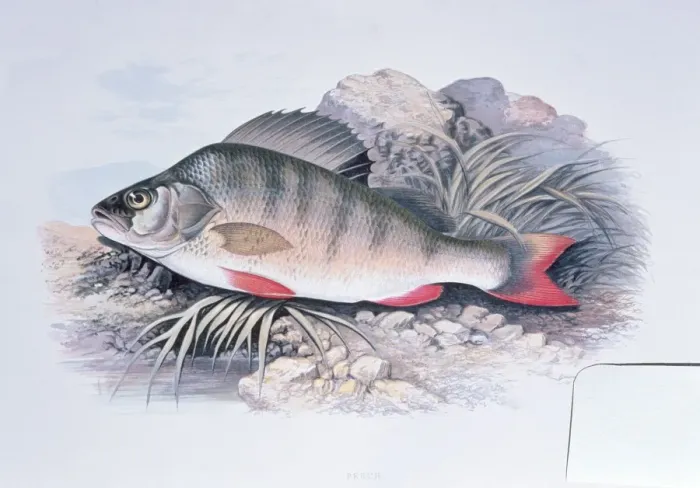Framed Print : Lithograph - of Perch Framed Print : Lithograph - of Perch