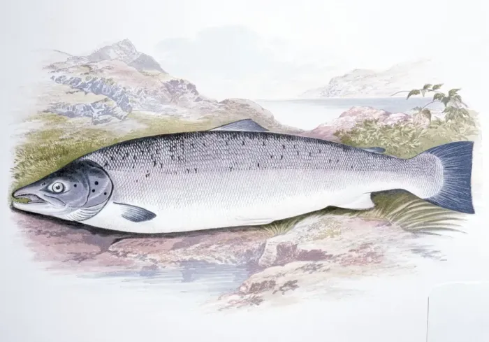 Framed Print : Lithograph - of Salmon Framed Print : Lithograph - of Salmon