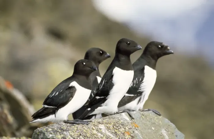 Framed Print : Little Auk Framed Print : Little Auk
