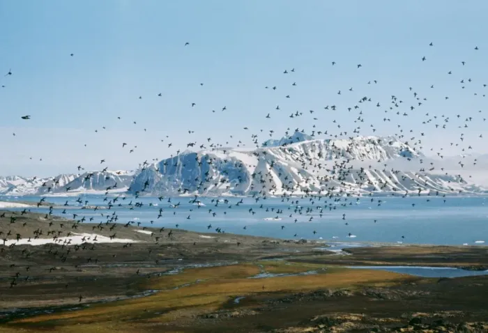 Framed Print : Little Auk CK 395 Flock in flight - Spitzbergen Platus alle © Chris Knights / ARDEA LONDON Framed Print : Little Auk CK 395 Flock in flight - Spitzbergen Platus alle © Chris Knights / ARDEA LONDON