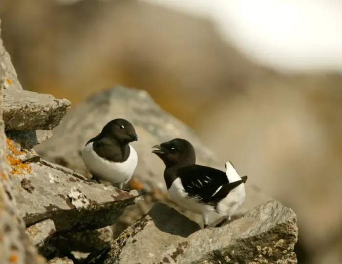 Framed Print : Little Auk - Pair standing on the rocks displaying - June - Spitsbergen Framed Print : Little Auk - Pair standing on the rocks displaying - June - Spitsbergen